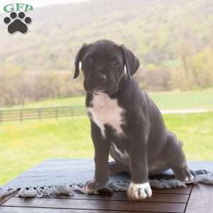 Kace, Cane Corso Puppy